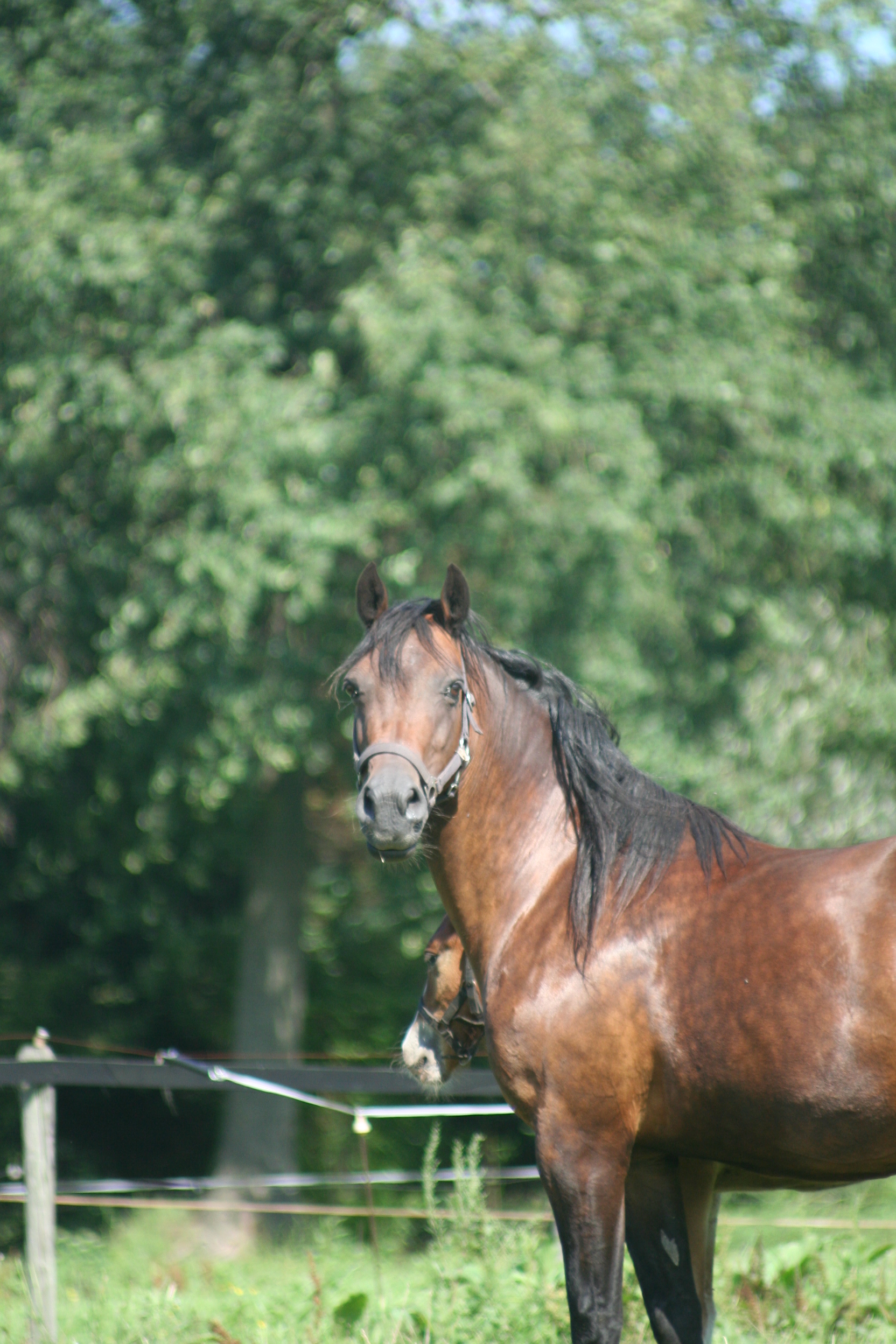 Voorbeeldfoto: Welsh Cob | Cascob Nia